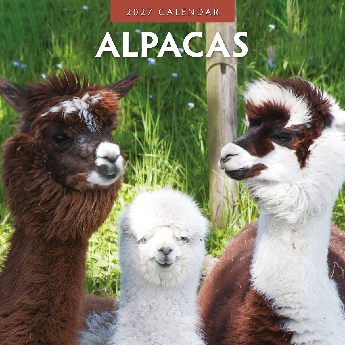 Red Robin Alpacas 2027 calendar front cover