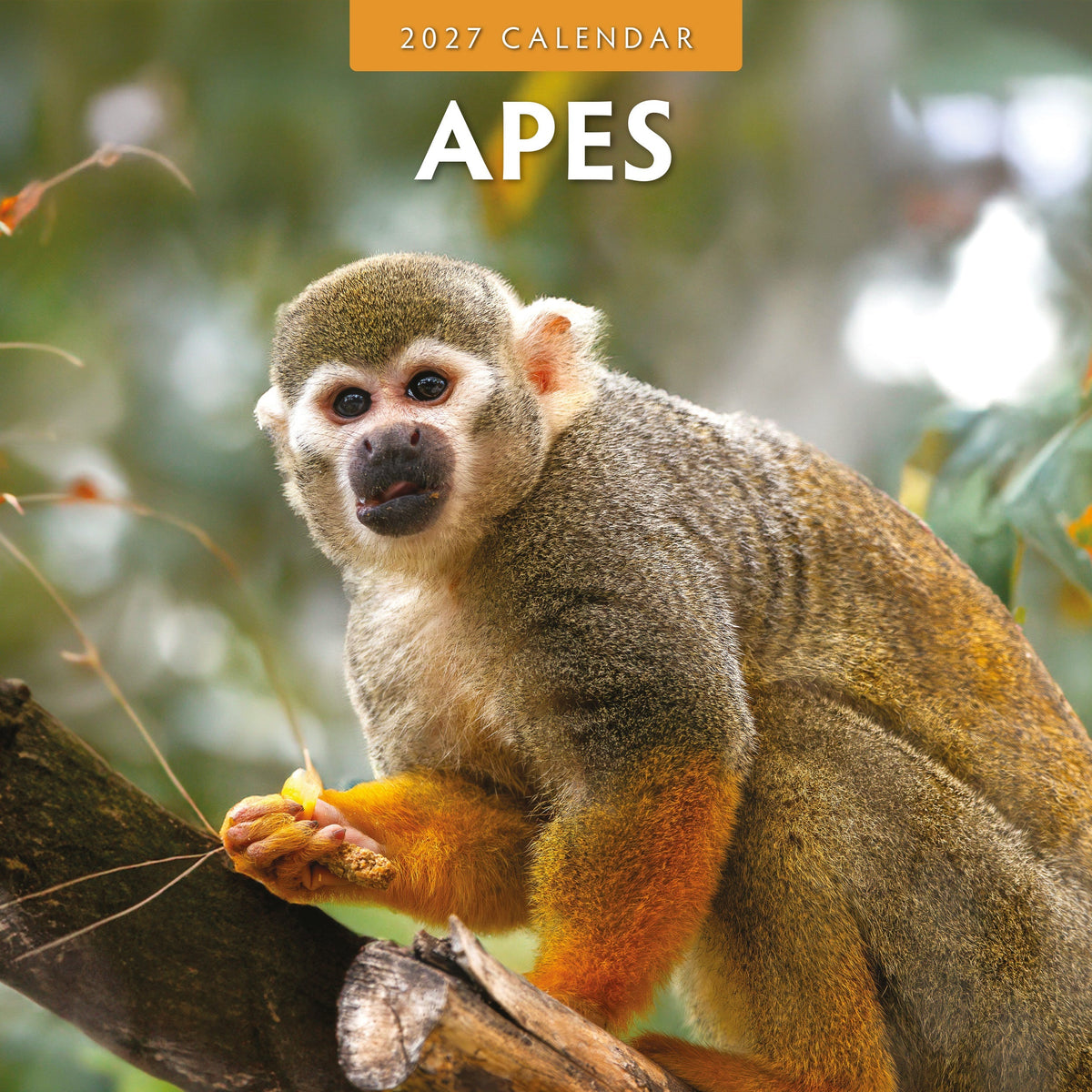 Red Robin Apes 2027 calendar front cover