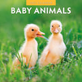 Red Robin Baby Animals 2027 calendar front cover