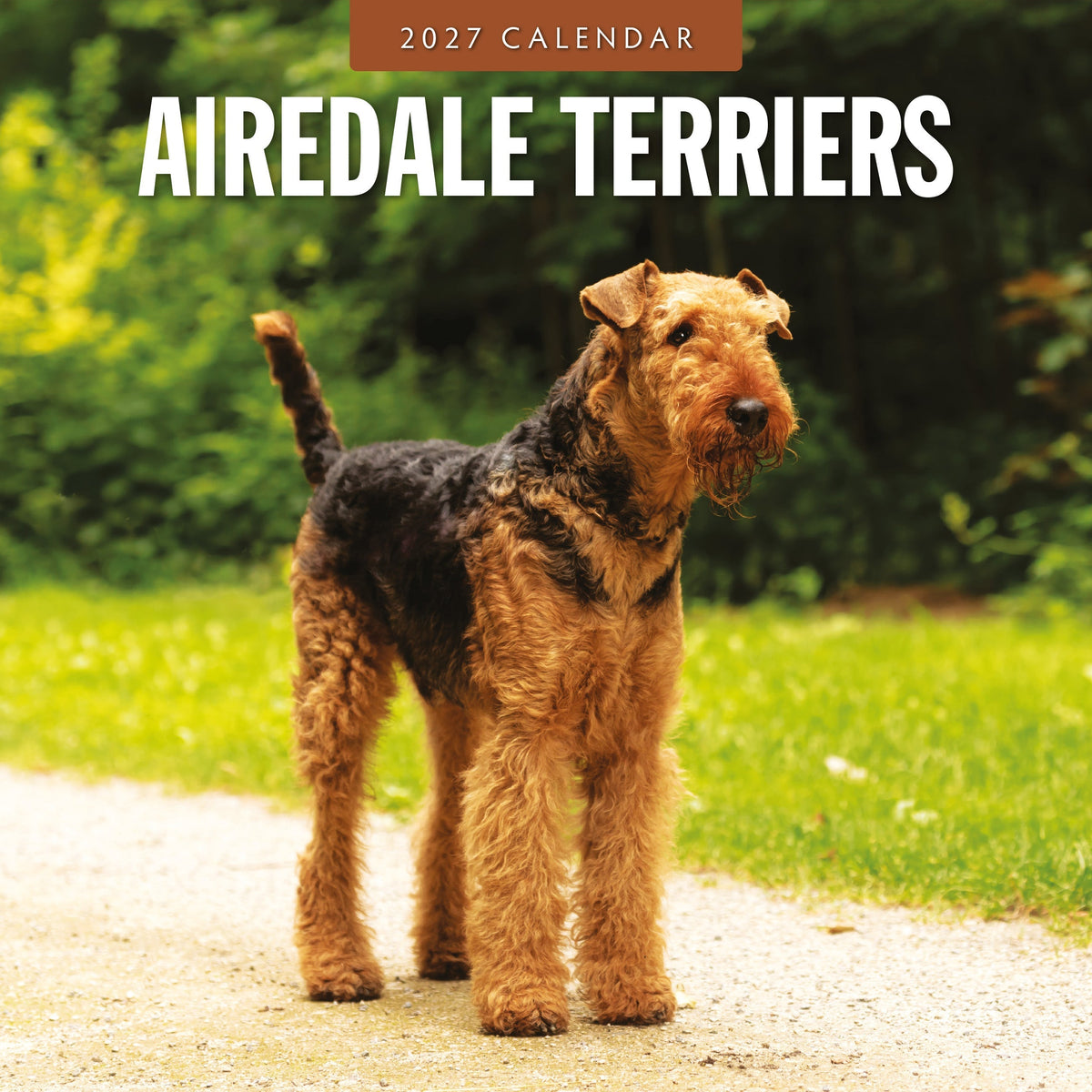 Red Robin Airedale Terriers 2027 calendar front cover