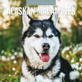 Red Robin Alaskan Malamutes 2027 calendar front cover