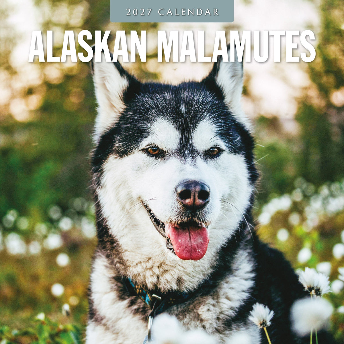 Red Robin Alaskan Malamutes 2027 calendar front cover