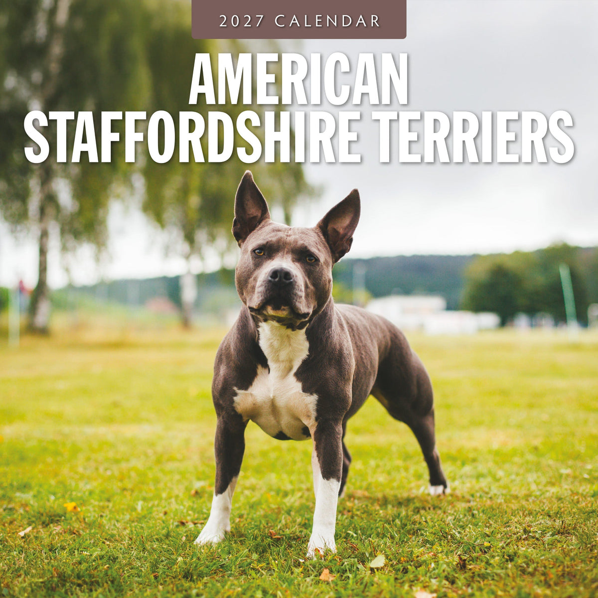 Red Robin American Staffordshire Terriers 2027 calendar front cover