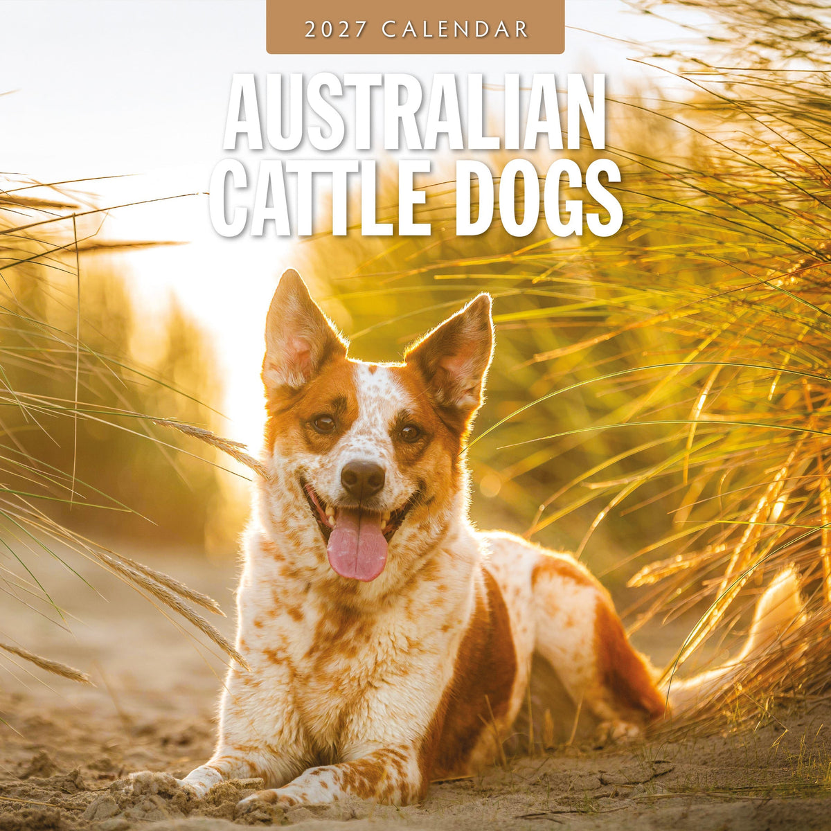 Red Robin Australian Cattle Dogs 2027 calendar front cover