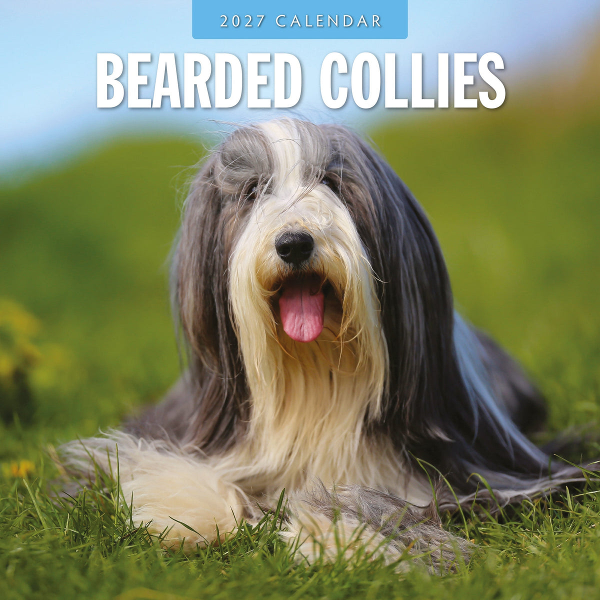 Red Robin Bearded Collies 2027 calendar front cover