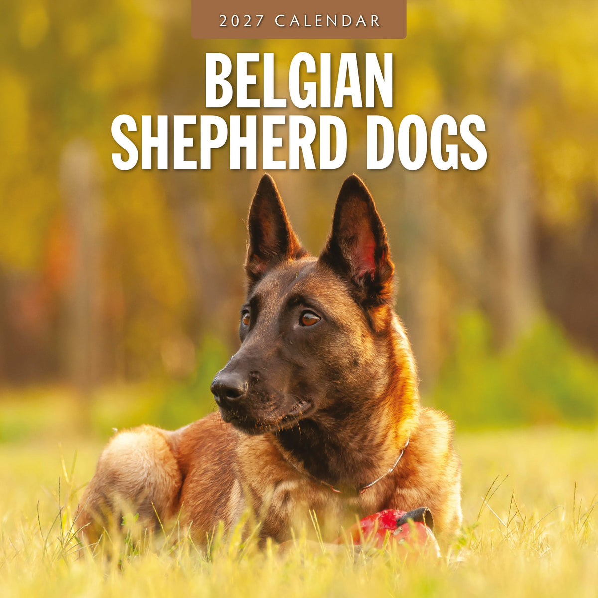 Red Robin Belgian Shepherd Dogs 2027 calendar front cover