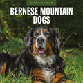 Red Robin Bernese Mountain Dogs 2027 calendar front cover