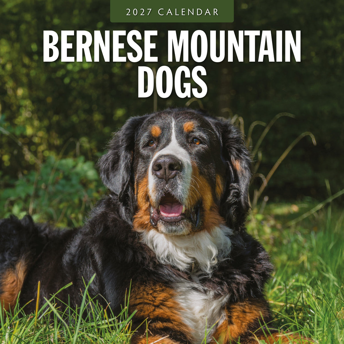 Red Robin Bernese Mountain Dogs 2027 calendar front cover