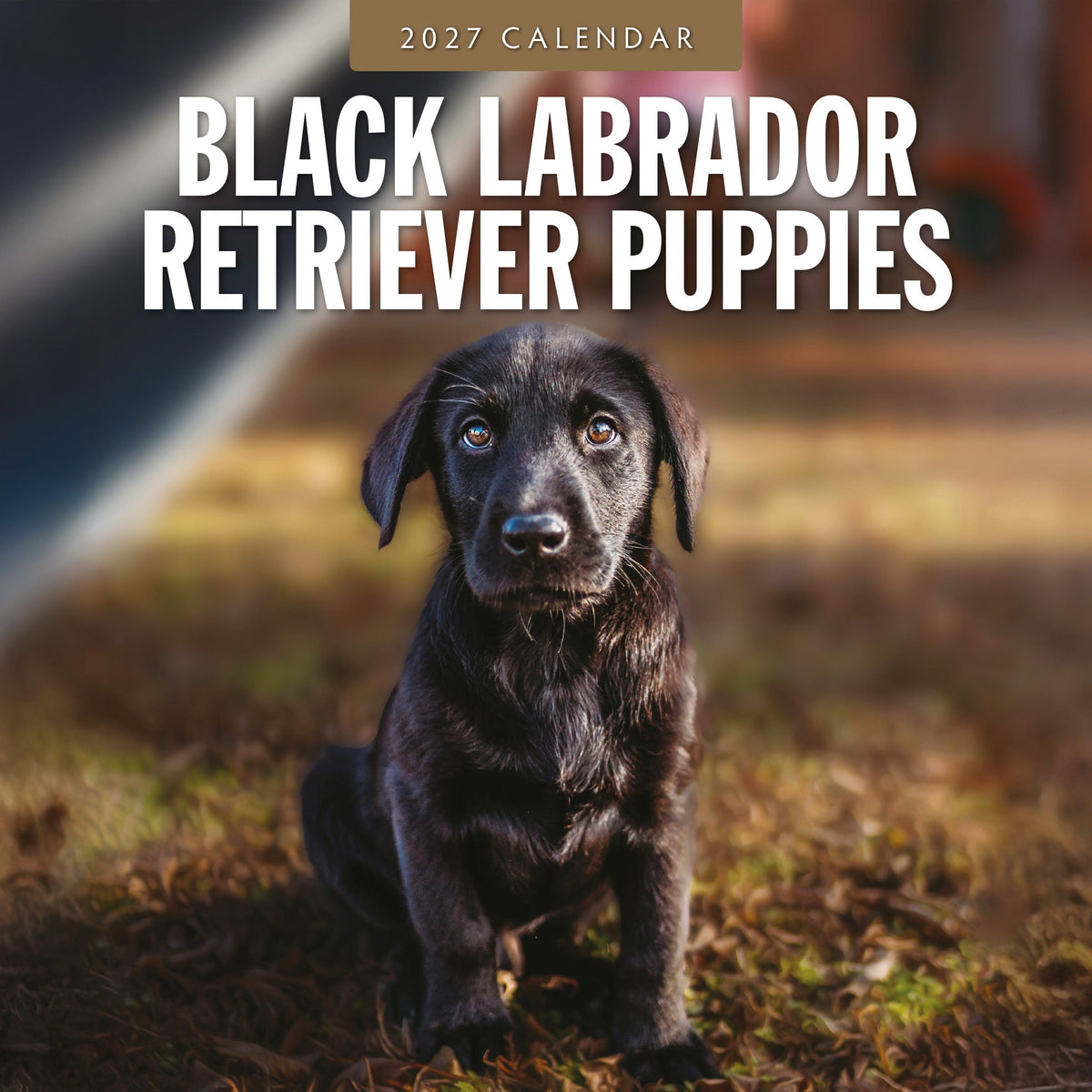 Red Robin Black Labrador Retriever Puppies 2027 calendar front cover