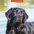 Red Robin Black Labradors 2027 calendar front cover