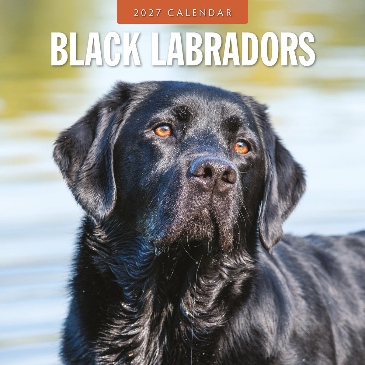 Red Robin Black Labradors 2027 calendar front cover
