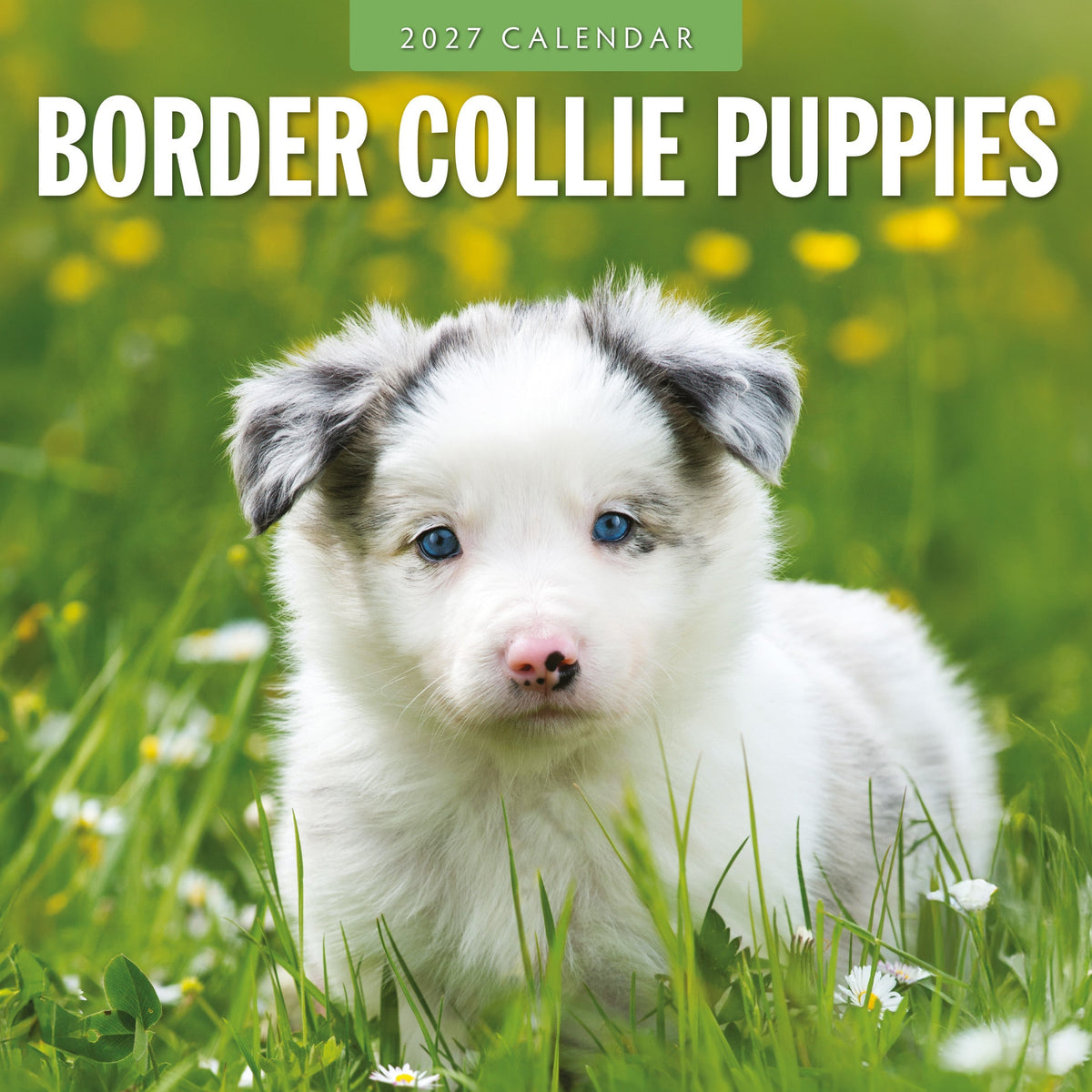 Red Robin Border Collie Puppies 2027 calendar front cover