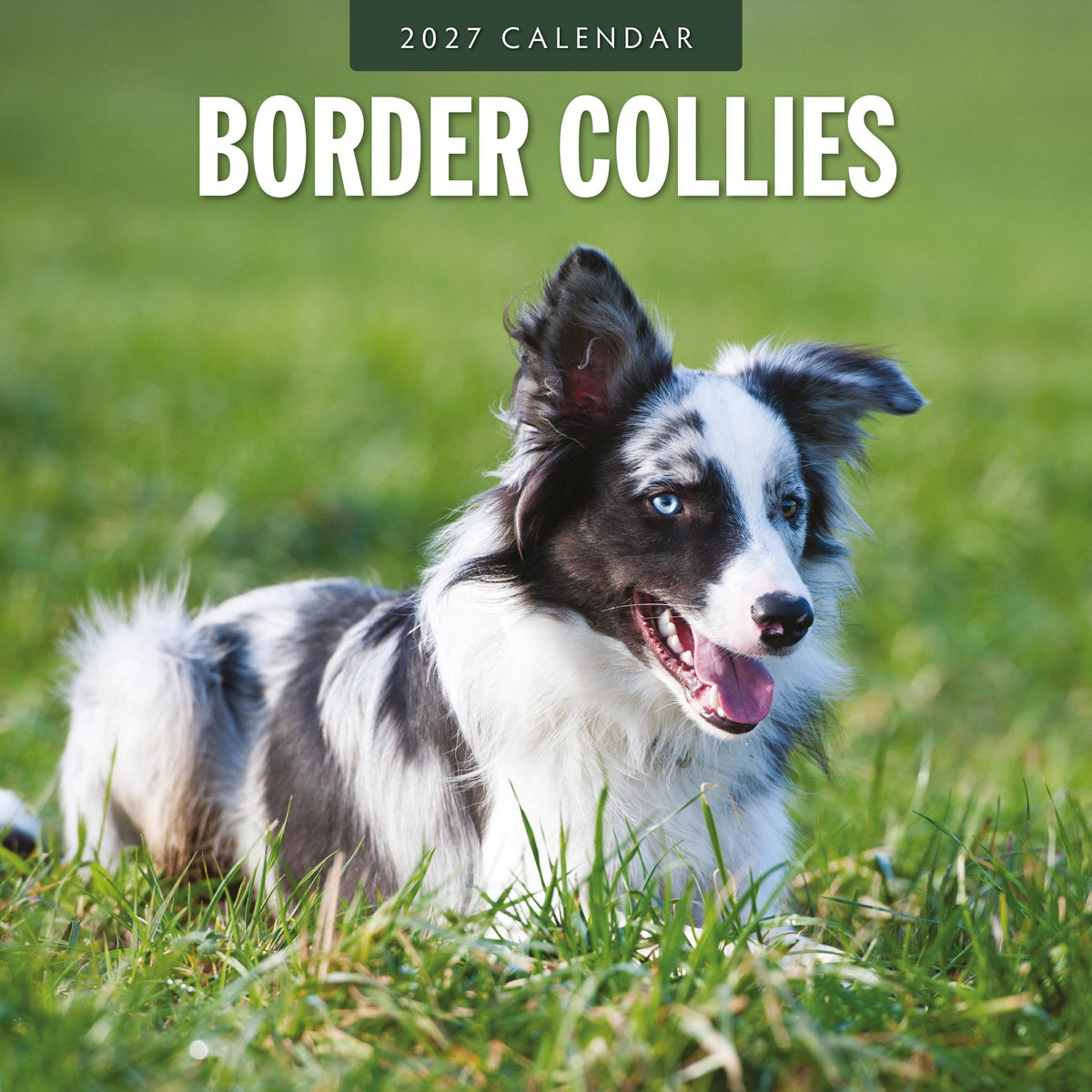 Red Robin Border Collies 2027 calendar front cover