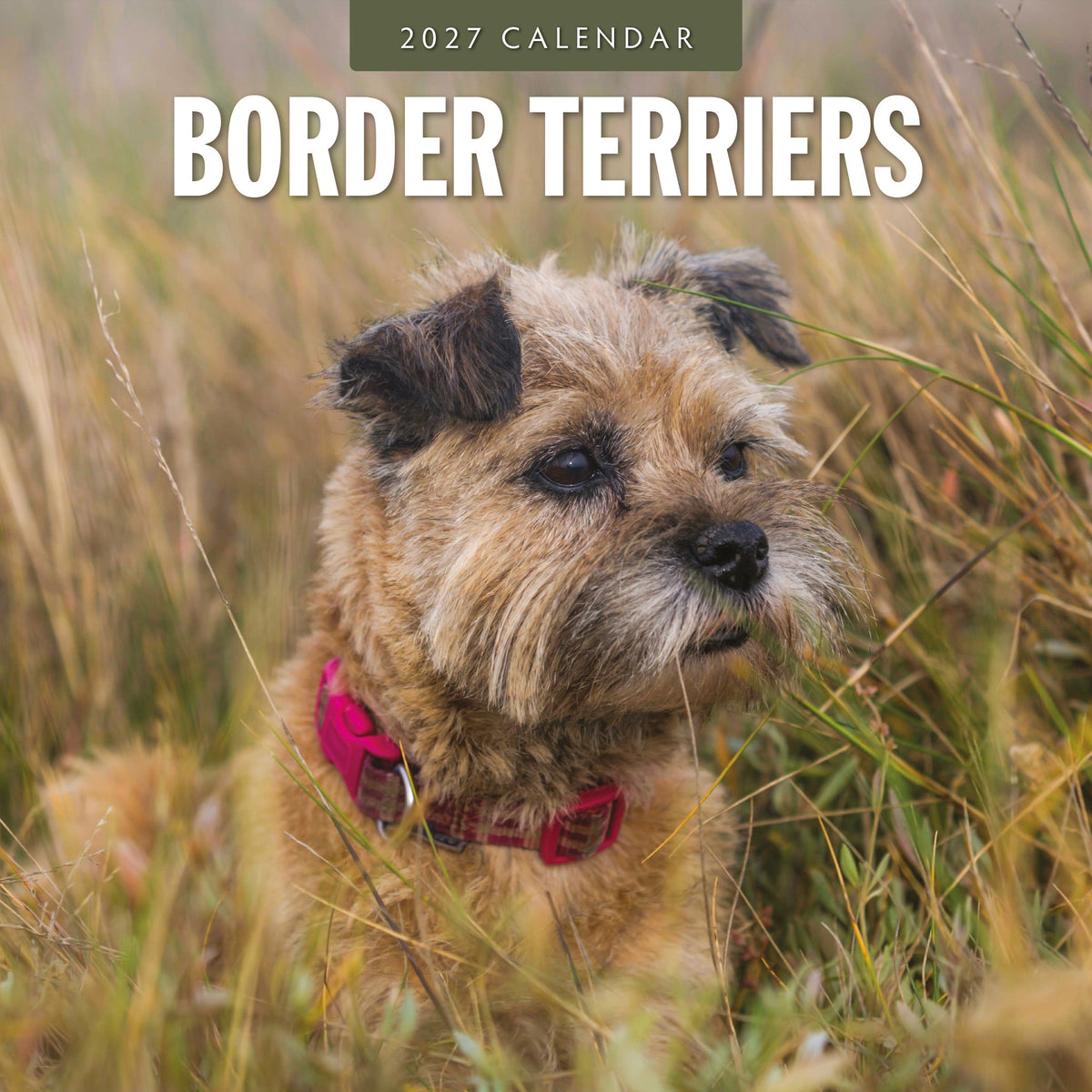 Red Robin Border Terriers 2027 calendar front cover