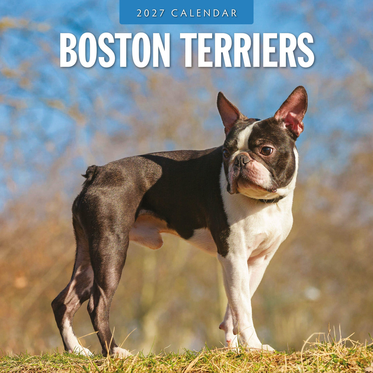 Red Robin Boston Terriers 2027 calendar front cover