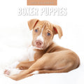 Red Robin Boxer Puppies 2027 calendar front cover