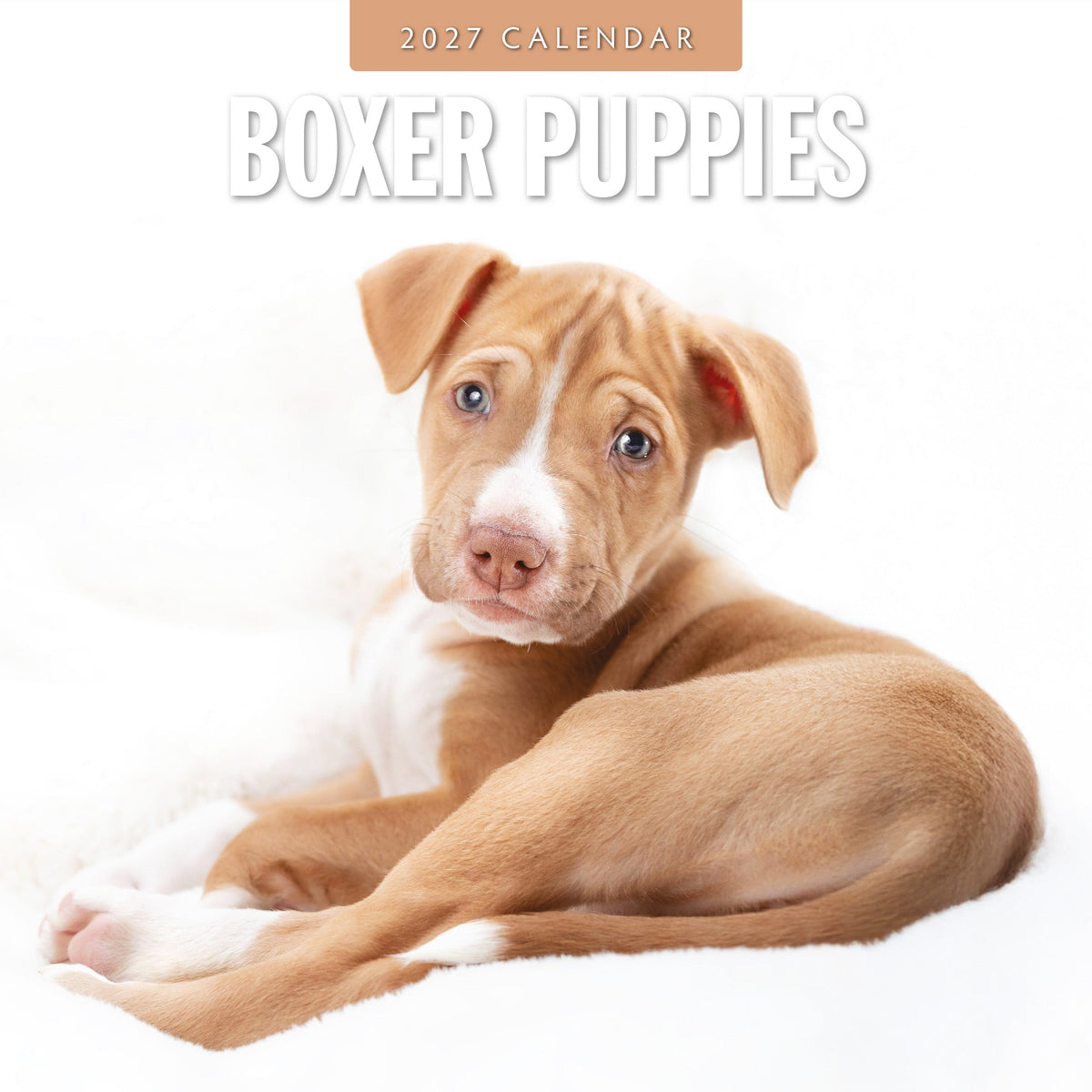Red Robin Boxer Puppies 2027 calendar front cover